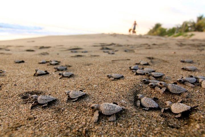 Coco Loco Eco-Resort Gemastepe ภายนอก รูปภาพ